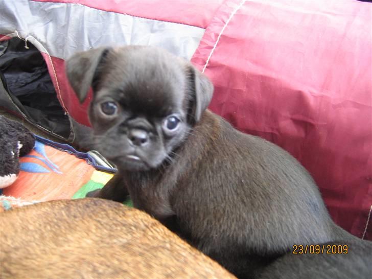 Griffon petit brabancon Hulebo's Darling billede 8