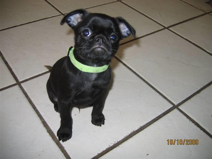 Griffon petit brabancon Hulebo's Darling billede 9