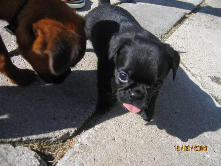 Griffon petit brabancon Hulebo's Darling billede 10