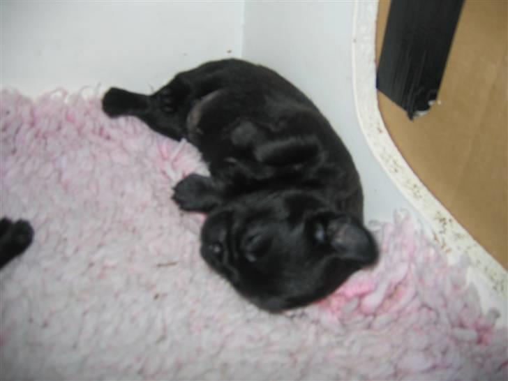 Griffon petit brabancon Hulebo's Darling billede 11