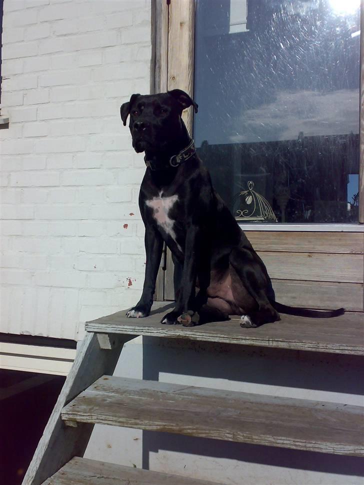 Amerikansk staffordshire terrier HEROS (SMULLER-HEROS) - Jeg vogter over haven, hehe billede 1