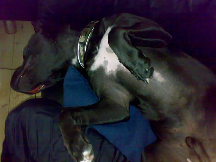 Amerikansk staffordshire terrier HEROS (SMULLER-HEROS) - Slapper liiiige lidt a´ billede 2