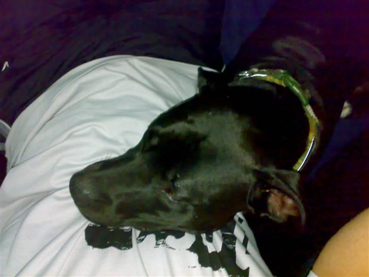 Amerikansk staffordshire terrier HEROS (SMULLER-HEROS) - Putter på min faaar billede 3