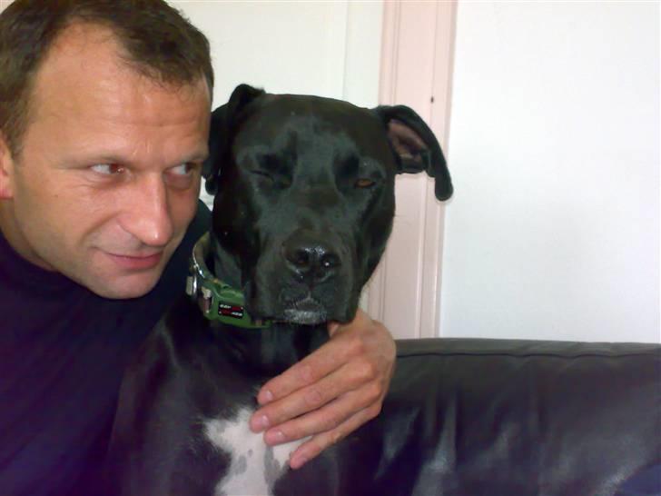 Amerikansk staffordshire terrier HEROS (SMULLER-HEROS) - Får liiige et bette kram a´ far billede 4