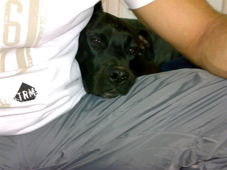 Amerikansk staffordshire terrier HEROS (SMULLER-HEROS) - Elsker at "mænge" mig lidt......det sååå hyggeligt billede 5