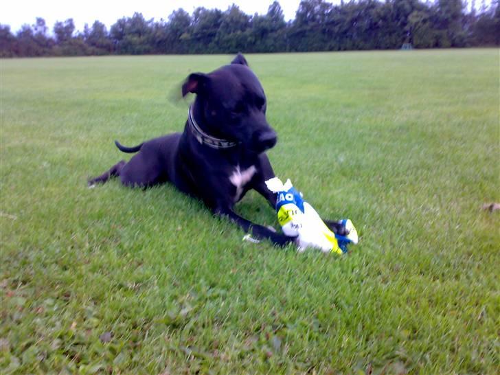 Amerikansk staffordshire terrier HEROS (SMULLER-HEROS) - ææælsker at maltraktere bolde, hehe billede 6