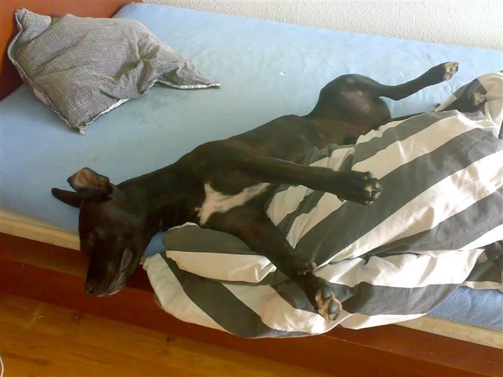 Amerikansk staffordshire terrier HEROS (SMULLER-HEROS) - Der er ikk noget bedre, end at putte i dynerne billede 7