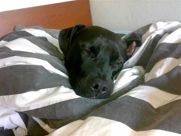 Amerikansk staffordshire terrier HEROS (SMULLER-HEROS) - Holder lidt øje med far, selvom jeg putter billede 8