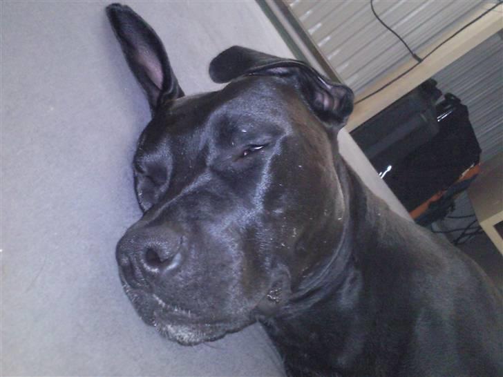 Amerikansk staffordshire terrier HEROS (SMULLER-HEROS) - Jeg har haft en rigtig hård dag billede 9