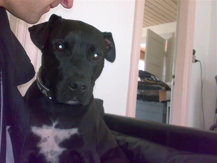 Amerikansk staffordshire terrier HEROS (SMULLER-HEROS) - Må jeg oz få? billede 10