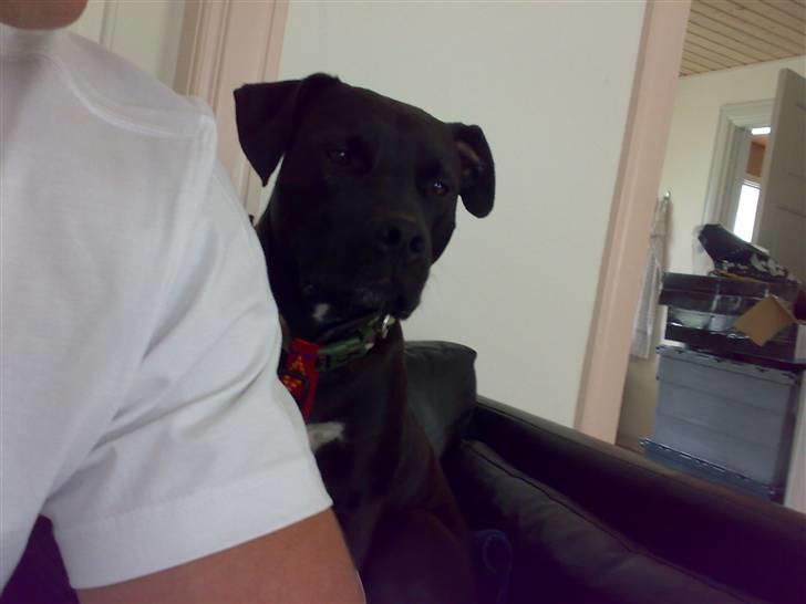 Amerikansk staffordshire terrier HEROS (SMULLER-HEROS) - Hva´ har du dér??? billede 11