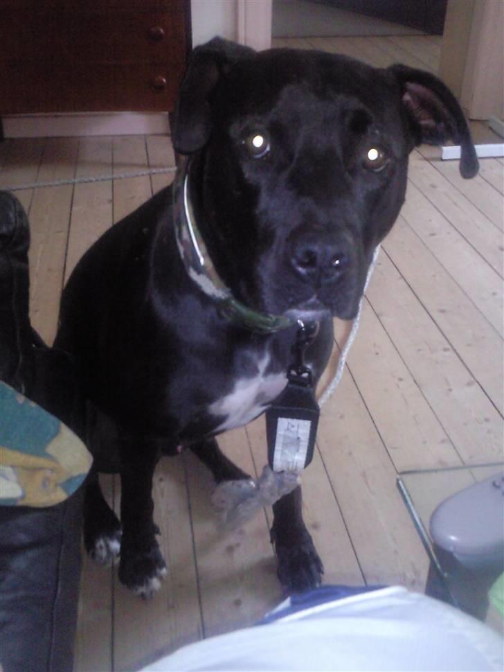 Amerikansk staffordshire terrier HEROS (SMULLER-HEROS) - Hvis jeg ser rigtig sød ud, må jeg så oz smage?? billede 12