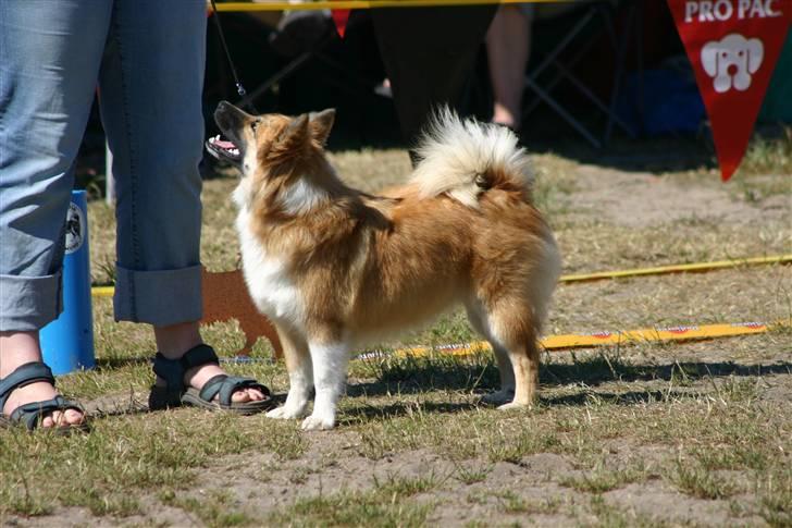 Islandsk fårehund Sælgæti's Una - 7½ måned.. smukke tøsen :) billede 4