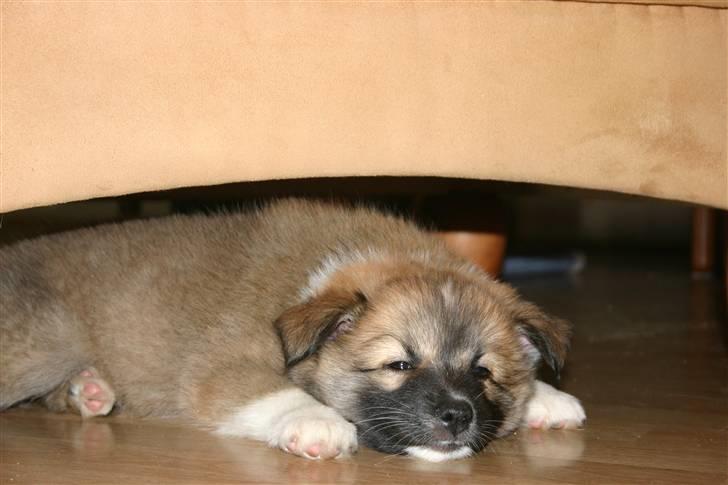 Islandsk fårehund Sælgæti's Una - "puh, det er hårdt at være hvalp og skulle lege hele tiden...zzz" 10 uger;) billede 6