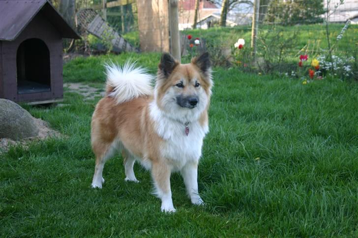 Islandsk fårehund Sælgæti's Una - 2½ år gammel, synes hun har ændret sig meget siden :D billede 8