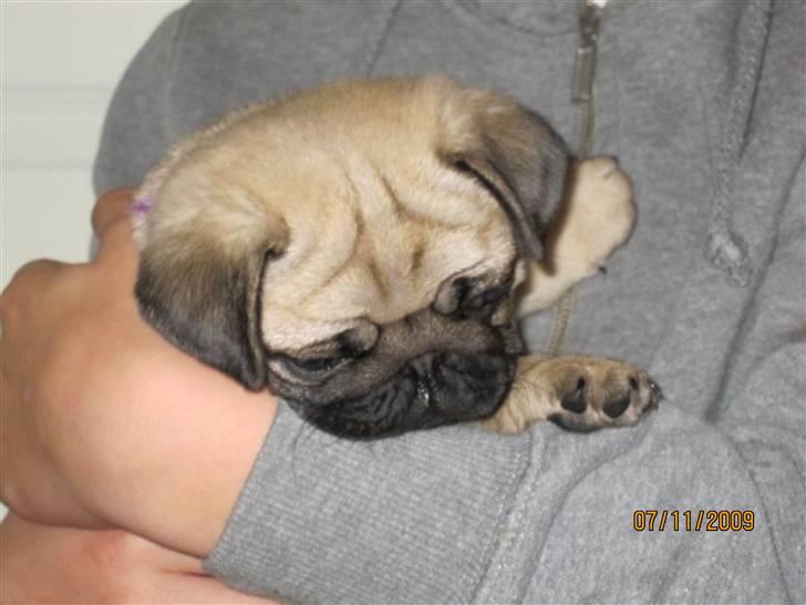 Mops betty - det er betty  billede 1