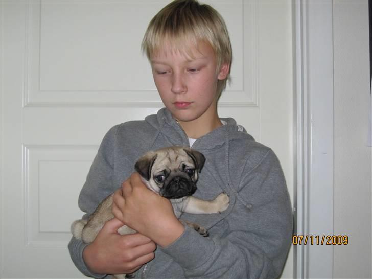 Mops betty - er hun ikke sød billede 2