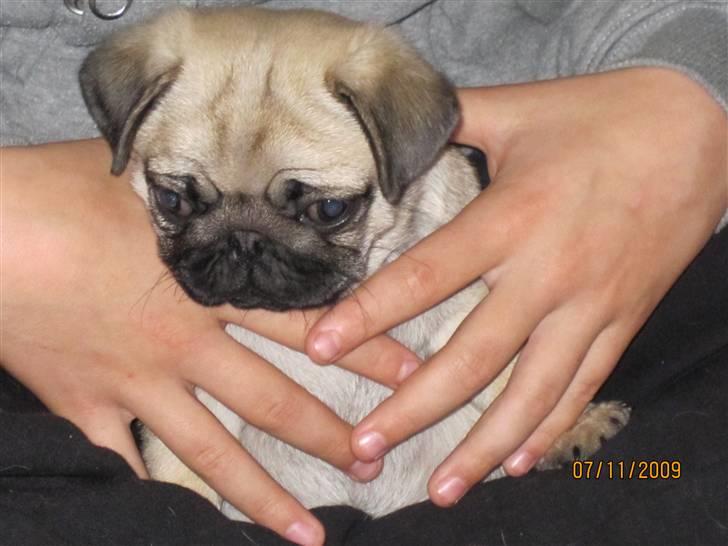 Mops betty - er hun ikke lille billede 3