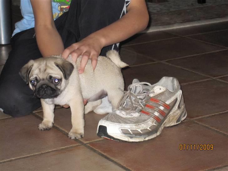 Mops betty - min sko er større hende billede 4