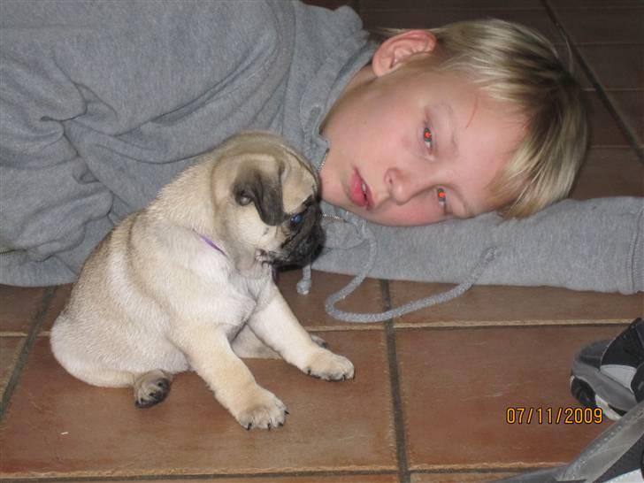 Mops betty - hun er lidt sur der billede 5