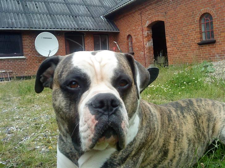 Amerikansk bulldog Rocky    " Balboa" billede 1