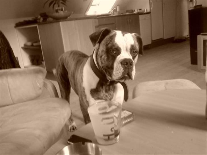 Amerikansk bulldog Rocky    " Balboa" billede 2