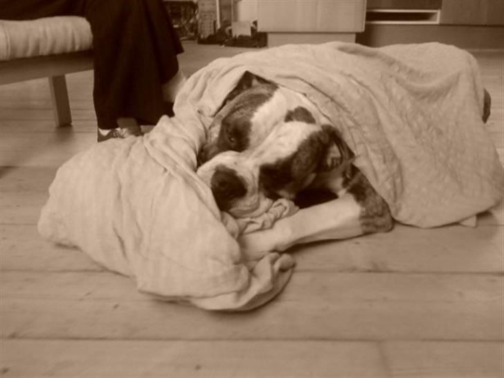 Amerikansk bulldog Rocky    " Balboa" billede 3