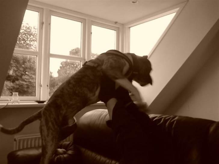 Amerikansk bulldog Rocky    " Balboa" billede 4