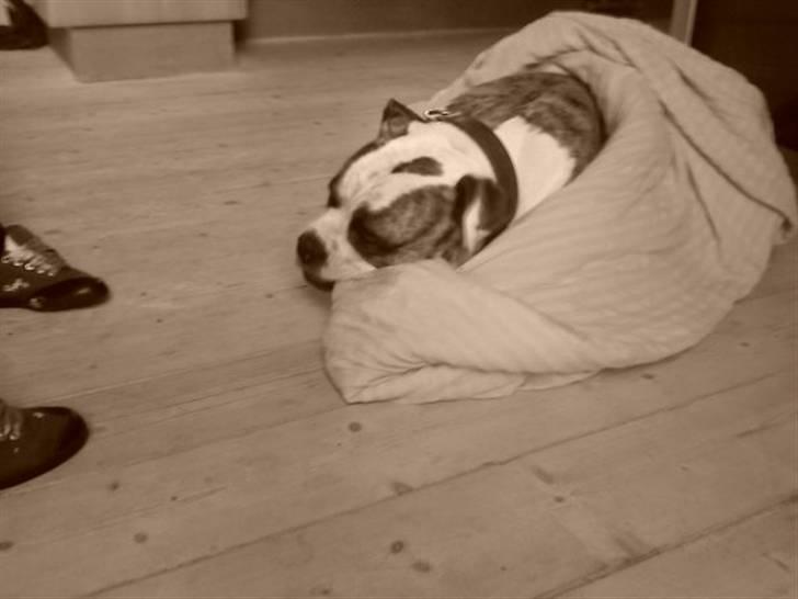 Amerikansk bulldog Rocky    " Balboa" billede 5