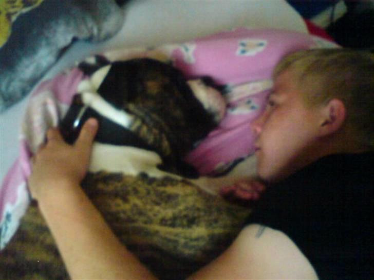 Amerikansk bulldog Rocky    " Balboa" billede 6