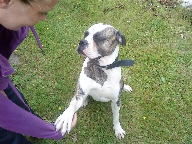 Amerikansk bulldog Rocky    " Balboa" billede 7