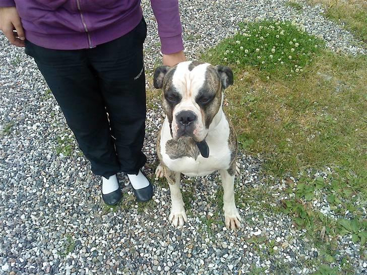Amerikansk bulldog Rocky    " Balboa" billede 8