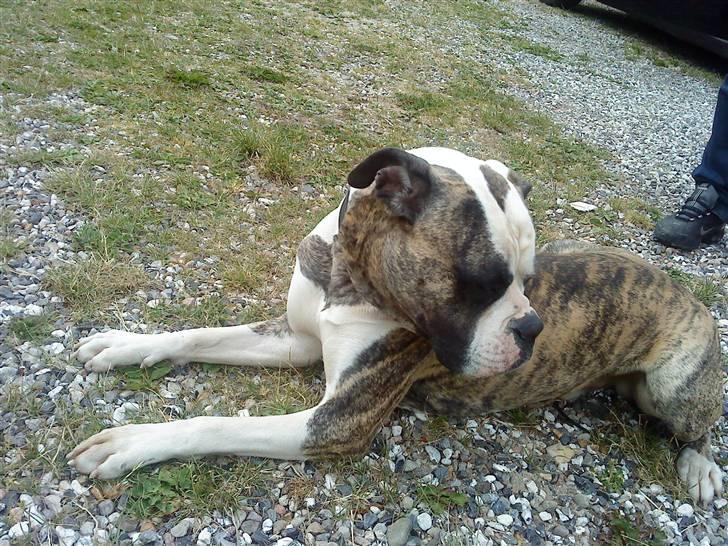 Amerikansk bulldog Rocky    " Balboa" billede 9