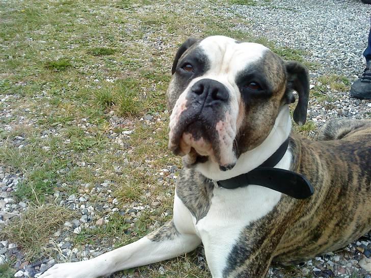 Amerikansk bulldog Rocky    " Balboa" billede 10