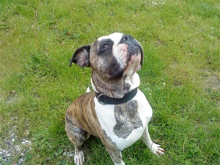 Amerikansk bulldog Rocky    " Balboa" billede 11