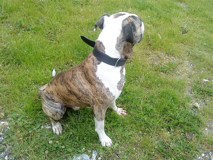 Amerikansk bulldog Rocky    " Balboa" billede 12