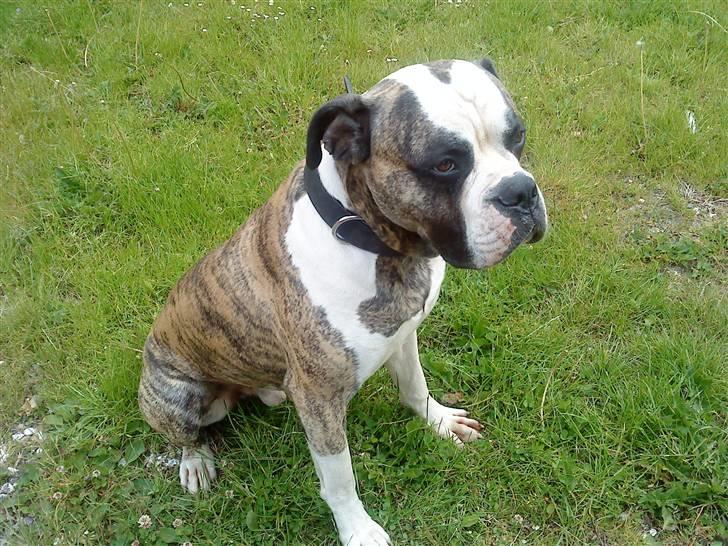 Amerikansk bulldog Rocky    " Balboa" billede 13