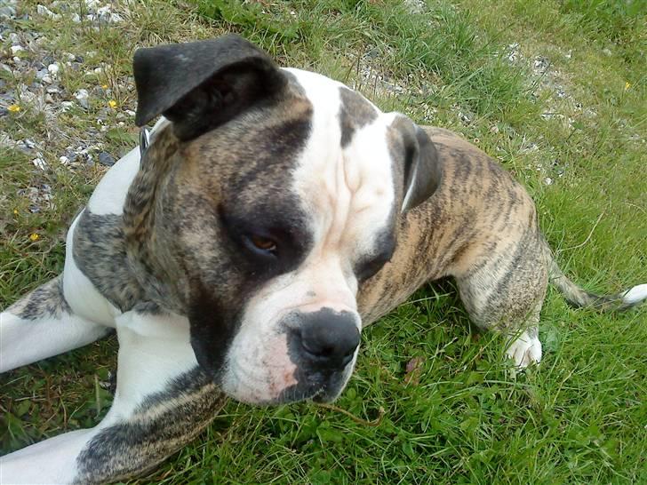 Amerikansk bulldog Rocky    " Balboa" billede 14