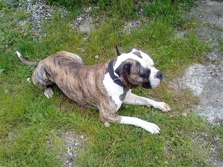 Amerikansk bulldog Rocky    " Balboa" billede 15