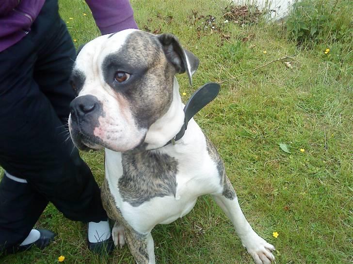 Amerikansk bulldog Rocky    " Balboa" billede 16