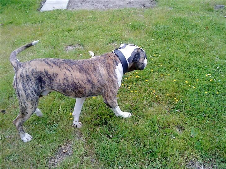 Amerikansk bulldog Rocky    " Balboa" billede 17