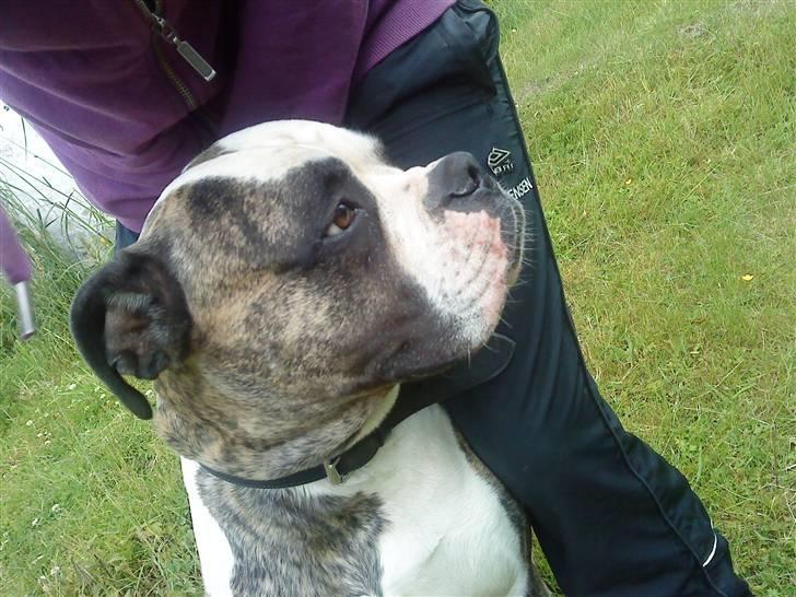 Amerikansk bulldog Rocky    " Balboa" billede 18