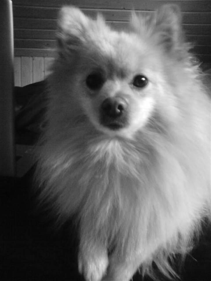 Pomeranian Tiggo billede 1