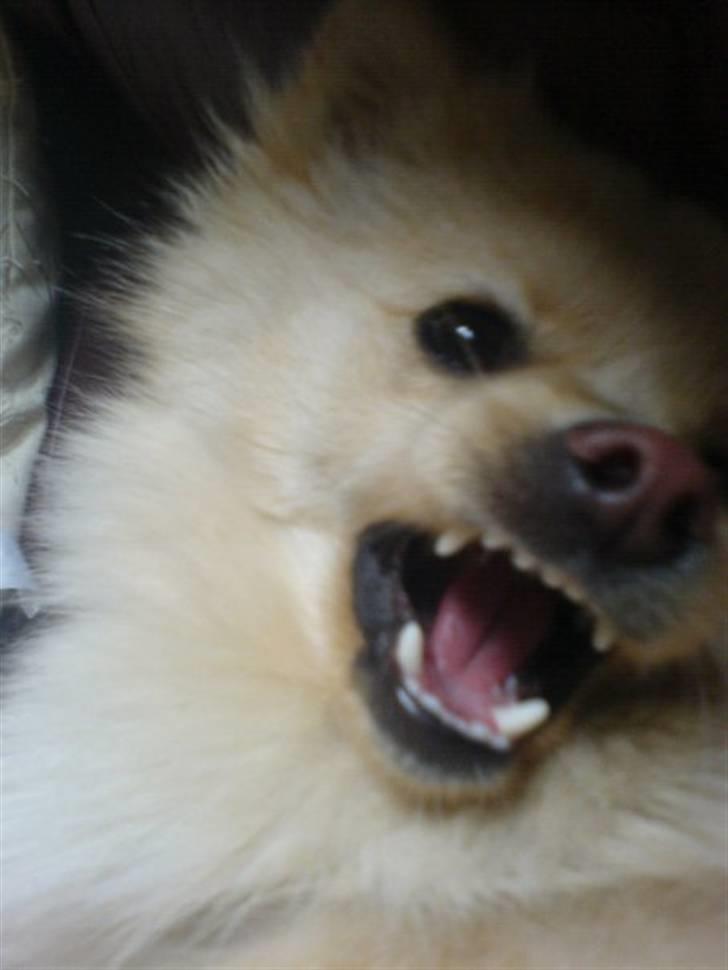 Pomeranian Tiggo billede 2
