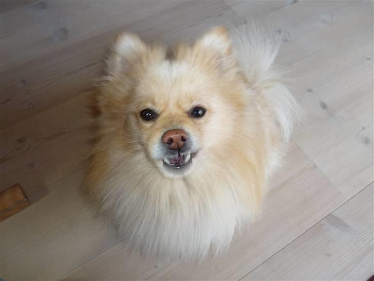 Pomeranian Tiggo billede 3