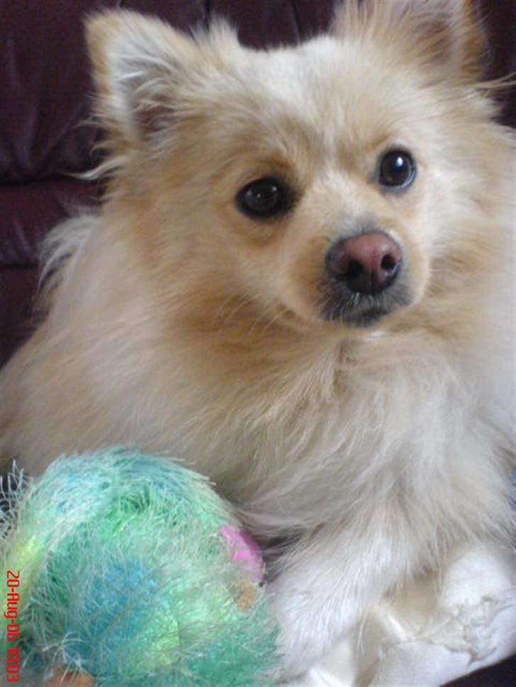 Pomeranian Tiggo billede 4