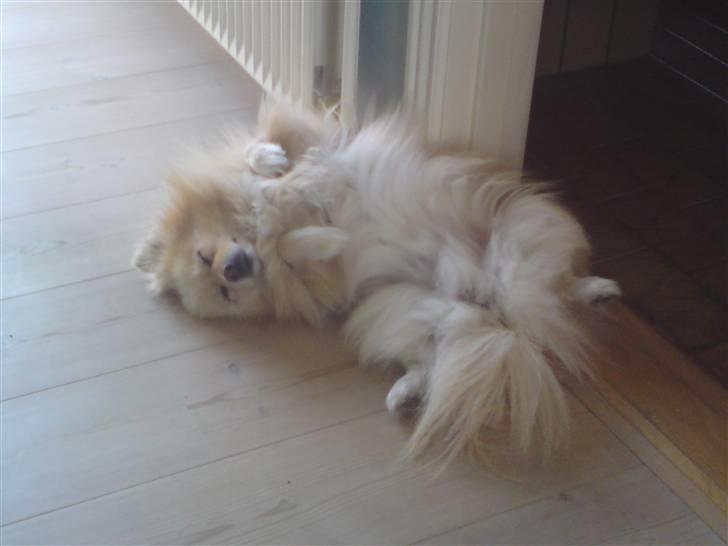 Pomeranian Tiggo billede 5