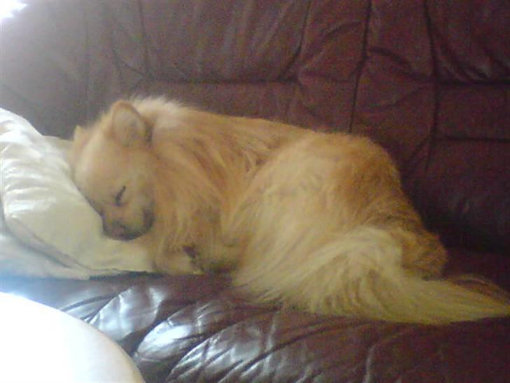Pomeranian Tiggo billede 6