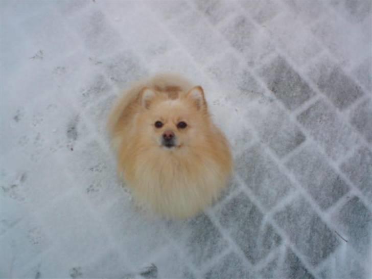 Pomeranian Tiggo billede 7