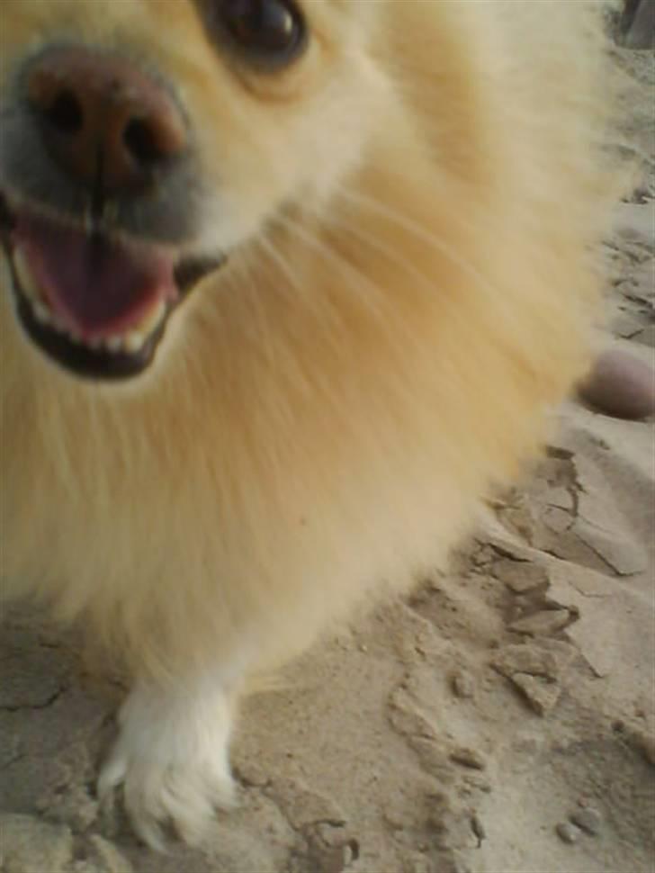 Pomeranian Tiggo billede 8